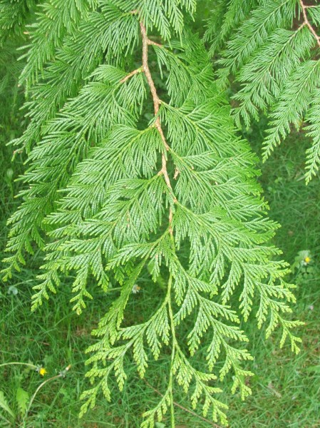 Cedar tree leaf